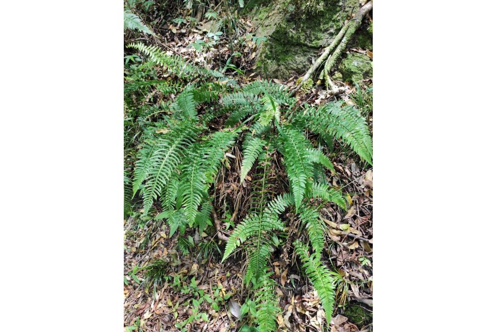 Oorvormige blechnum