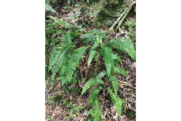 Blechnum auriculatum -11954