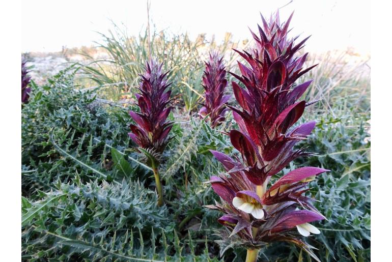 Acanthus hirsutus ssp syriacus -11960