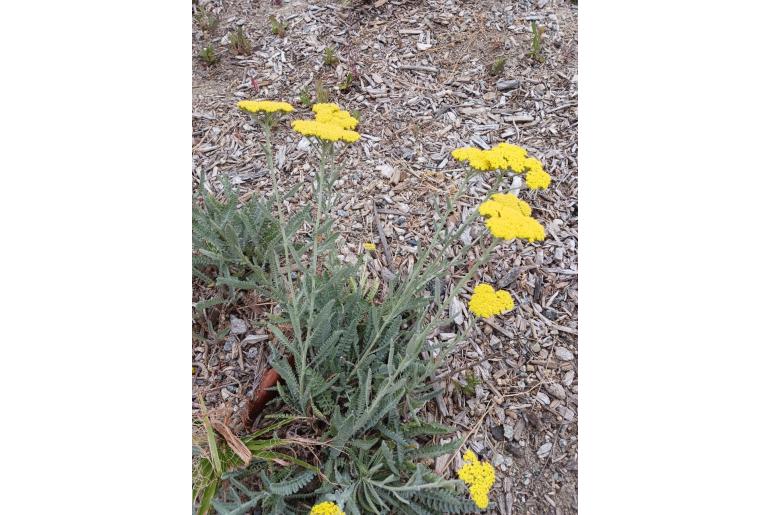 Achillea tomentosa -11961