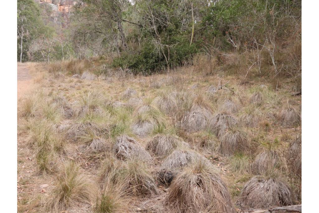 Stevige austrostipa