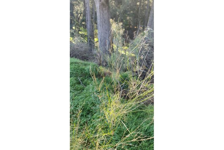 Austrostipa verticillata -11970