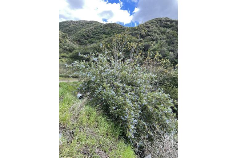 Ceanothus spinosus -11976