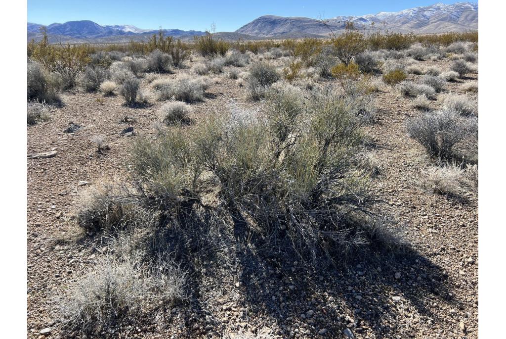 Nevada ephedra