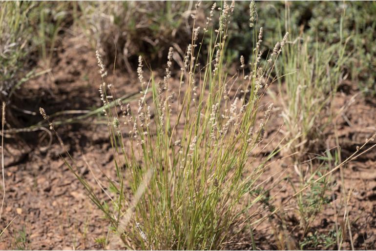 Eragrostis elongata -12018