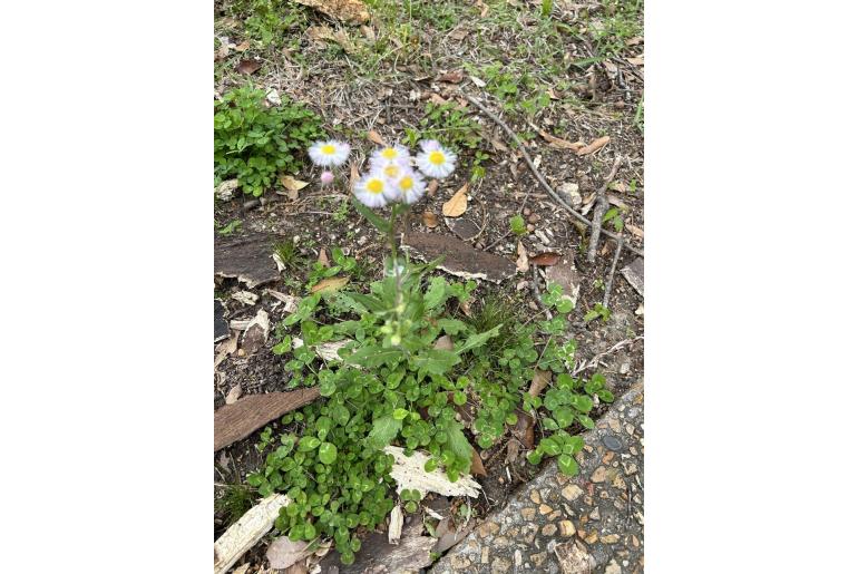 Erigeron philadelphicus -12021