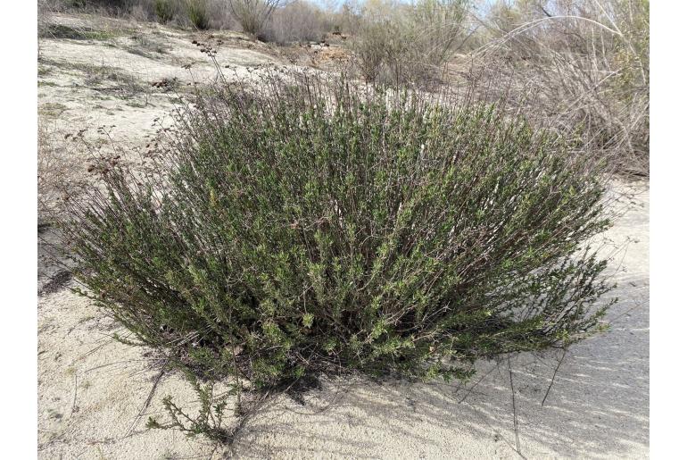 Eriogonum fasciculatum -12025