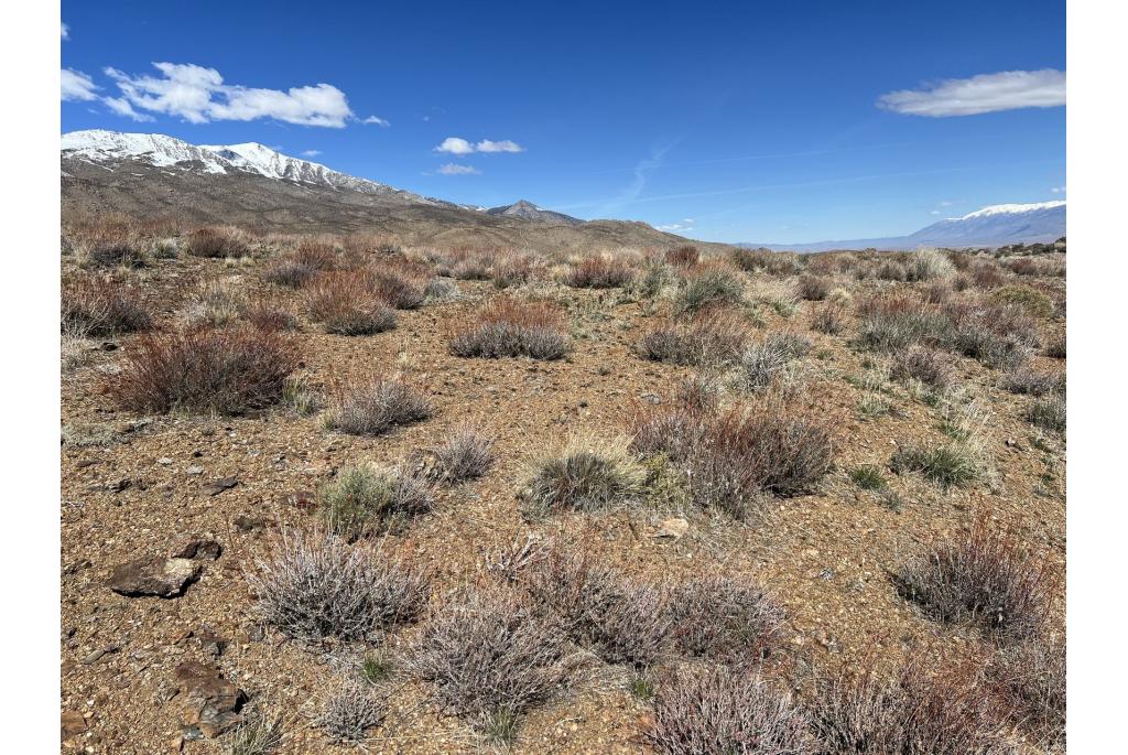 Bladerrijke Californische boekweit