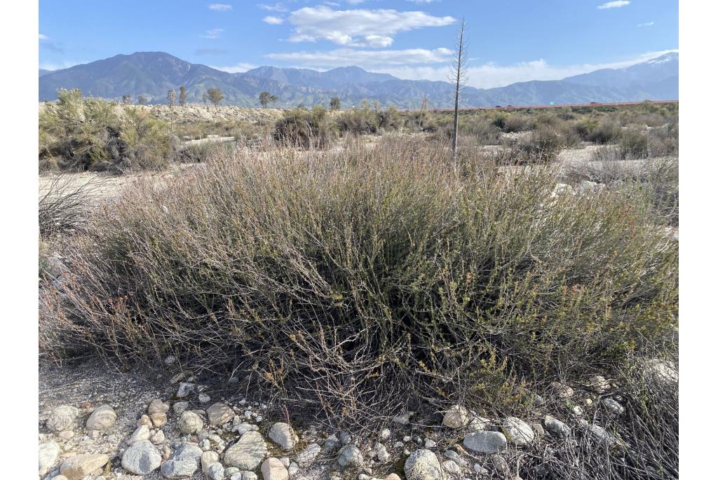 Bladerrijke Californische boekweit