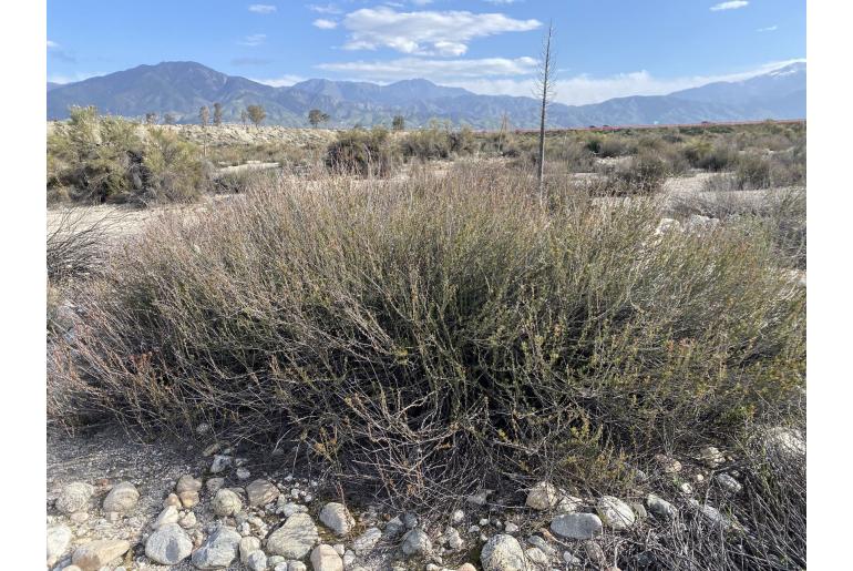 Eriogonum fasciculatum var foliolosum -12027