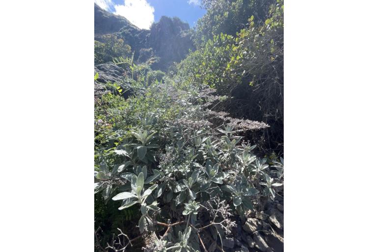 Eriogonum giganteum -12028