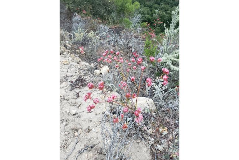 Eriogonum grande -12029