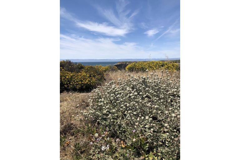 Eriogonum latifolium -12030