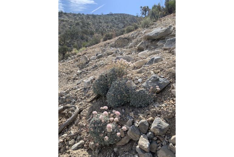 Eriogonum ovalifolium -12031