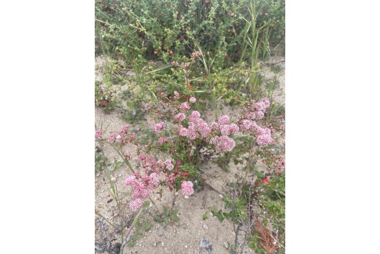 Eriogonum parvifolium -12032