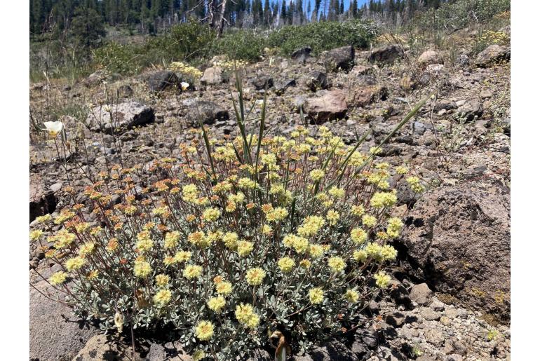 Eriogonum umbellatum -12033