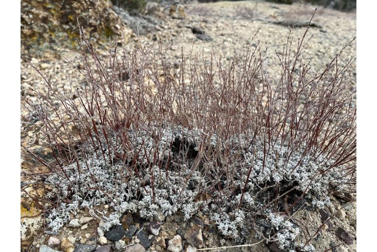 Eriogonum wrightii -12035