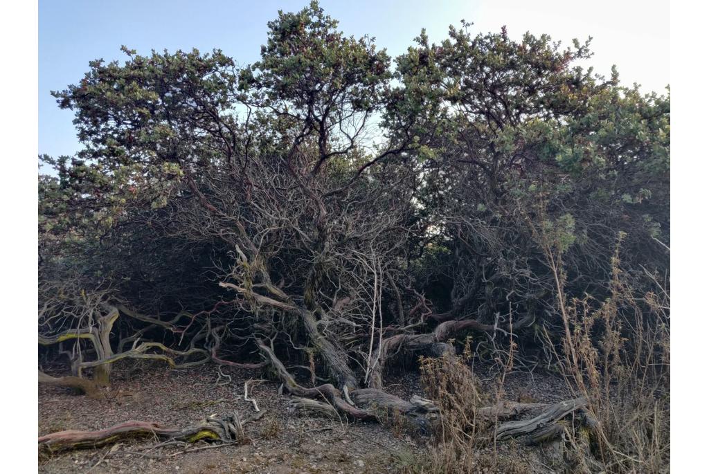 Pajaro manzanita