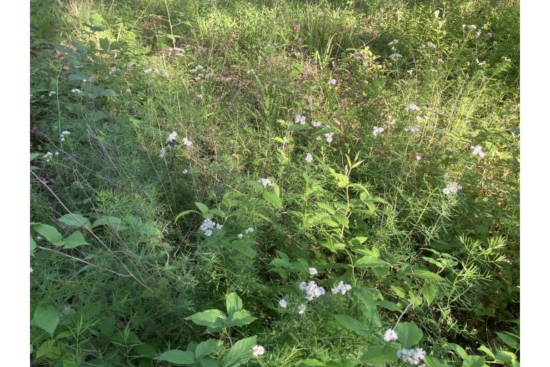 Pycnanthemum tenuifolium -12039