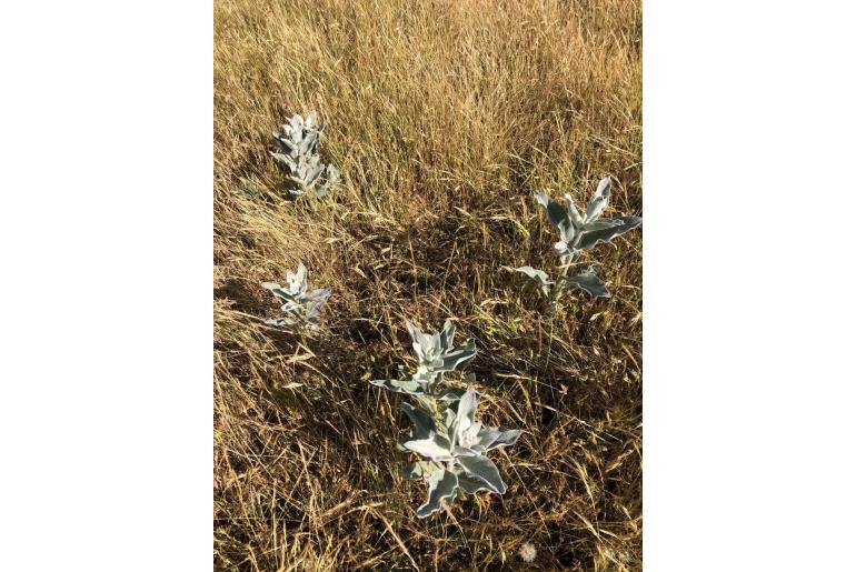 Asclepias eriocarpa -12040