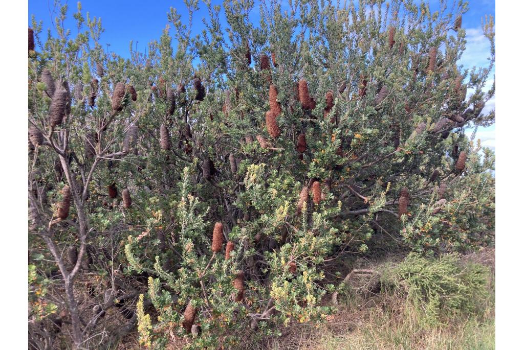 Snijbladige banksia