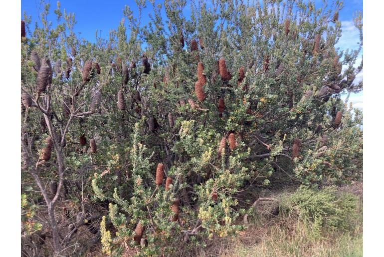 Banksia praemorsa -12044