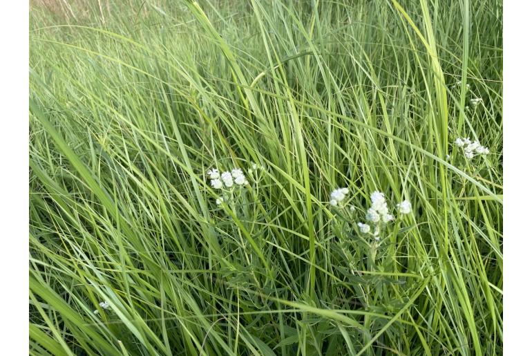 Pycnanthemum virginianum -12045