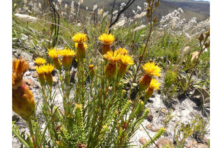 Pteronia tenuifolia -12057