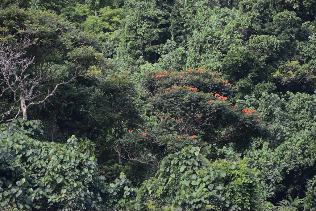 Afrikaanse tulpenboom