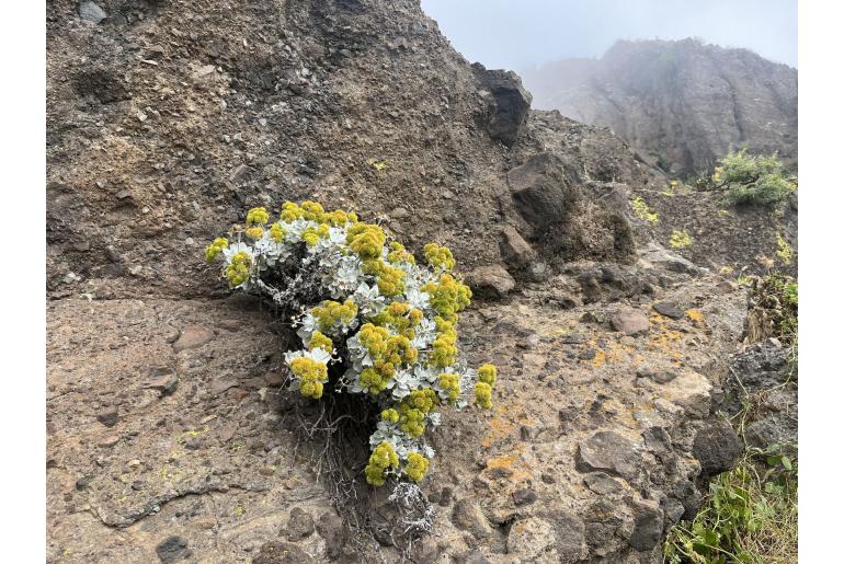 Eriogonum crocatum -12073