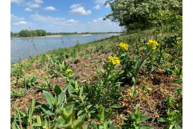 Erysimum virgatum -12080