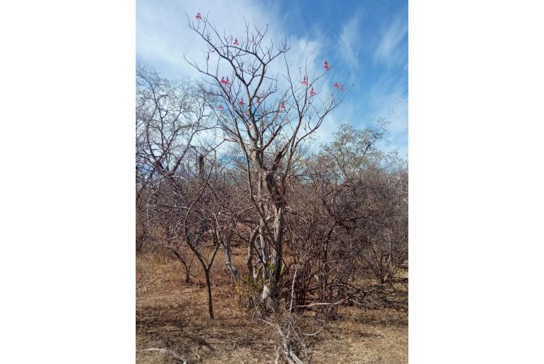 Erythrina flabelliformis -12081