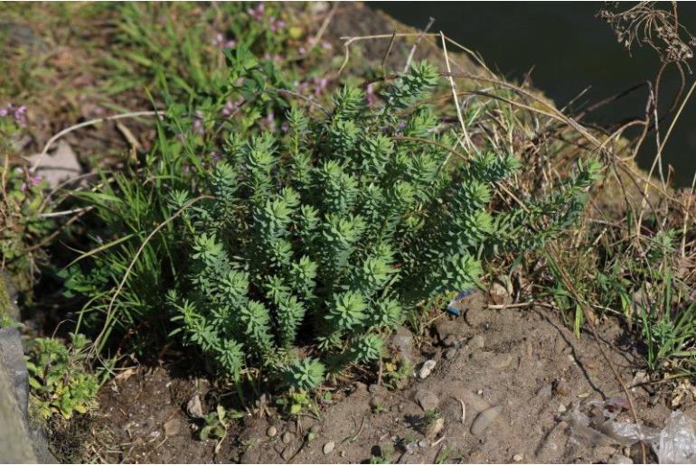 Euphorbia seguieriana -12092