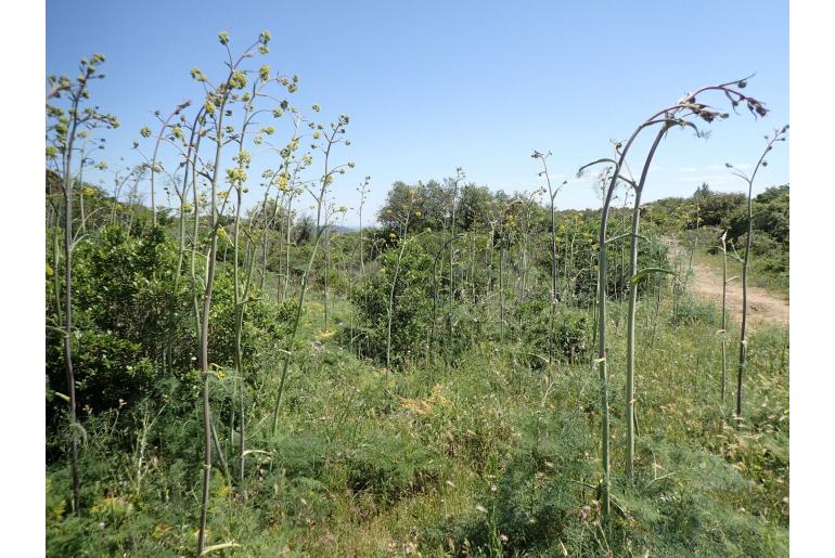 Ferula glauca -12094