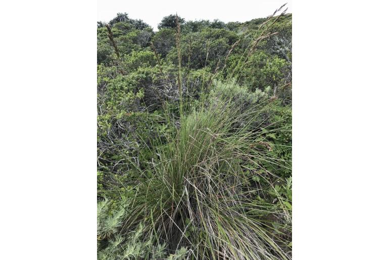 Festuca californica -12095