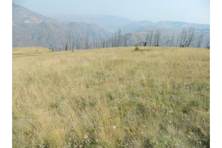 Festuca idahoensis -12096