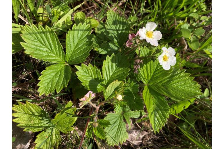 Fragaria vesca ssp bracteata -12099