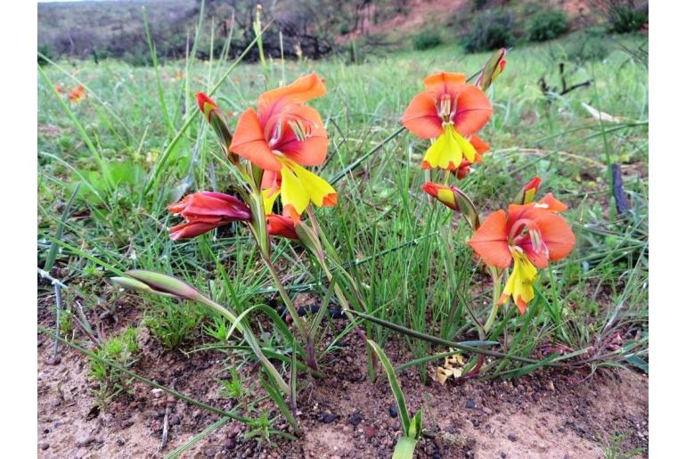 Gladiolus speciosus -12118