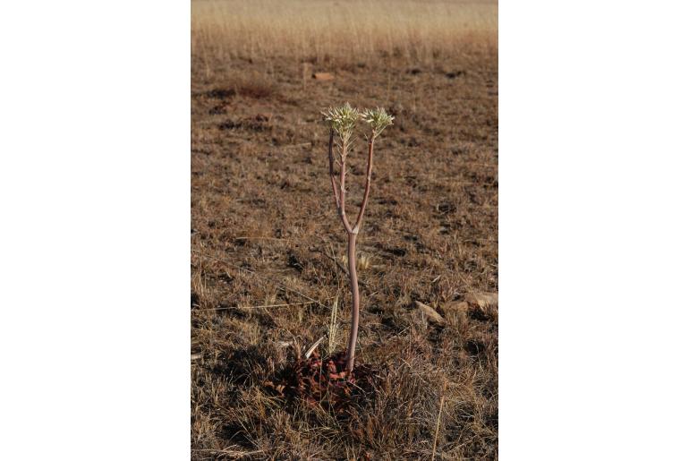 Aloe prinslooi -12135