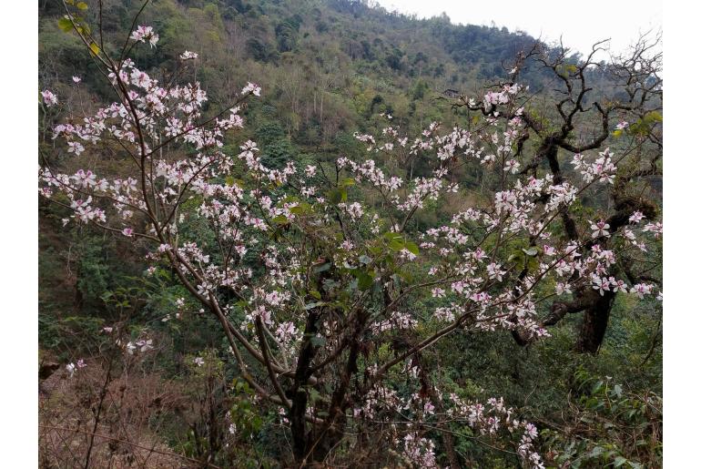 Bauhinia variegata -12141