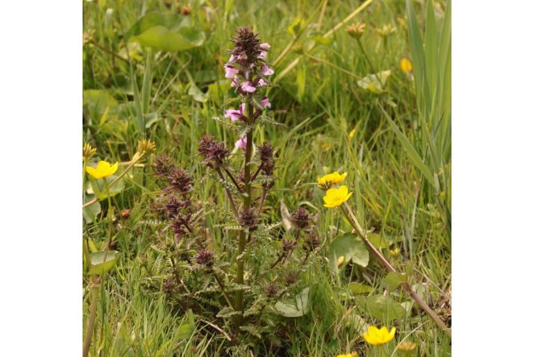 Stachys palustris -12147