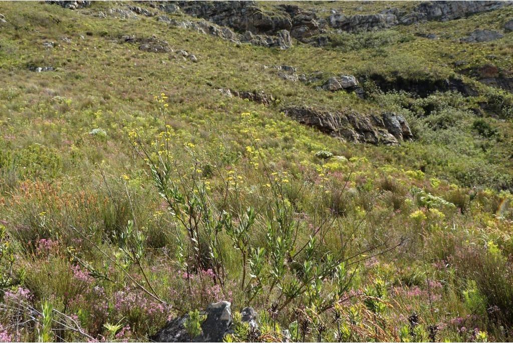 Biesachtige kaapse margriet