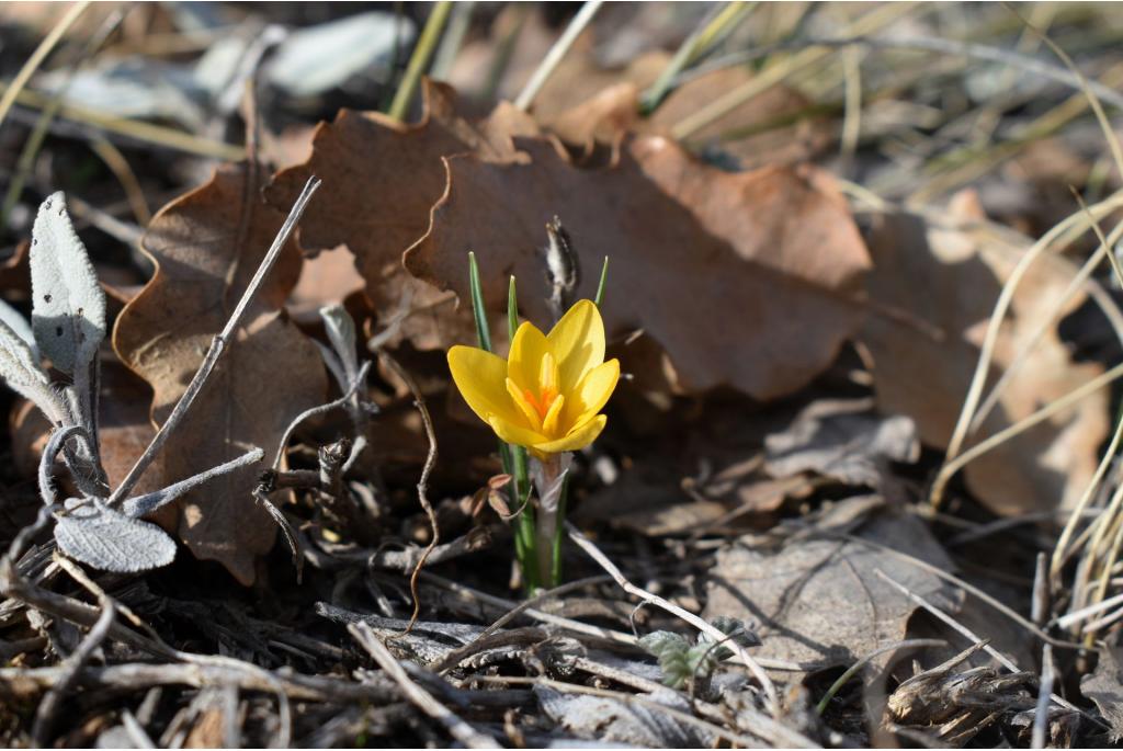 Danford's krokus