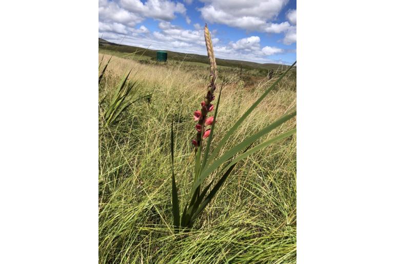 Gladiolus sericeovillosus -12181