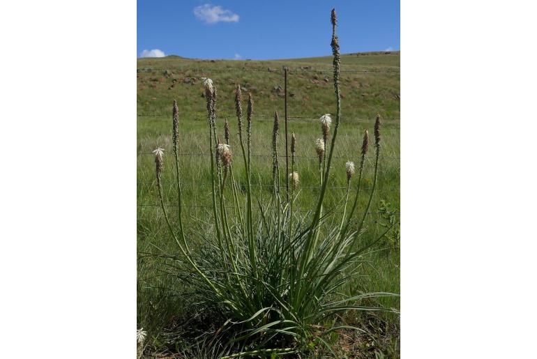 Kniphofia albescens -12183