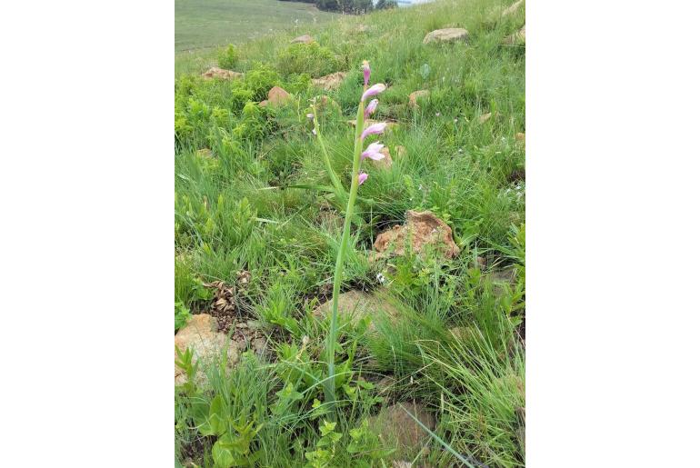 Watsonia occulta -12199