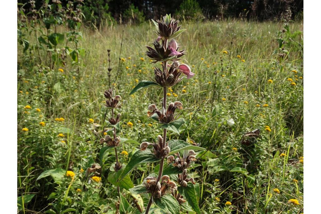 Phlomis van Samos