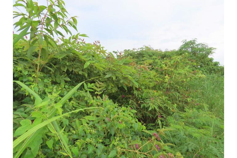 Callicarpa pedunculata -12205