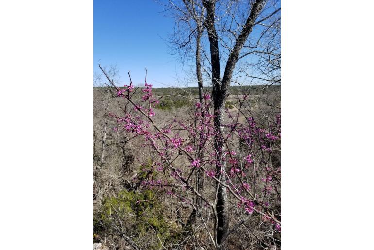 Cercis canadensis ssp texensis -12207