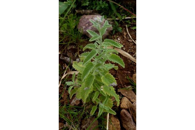 Nepeta nepetella ssp aragonensis -12267